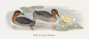 Le Petit Grèbe - Alexander Francis Lydon